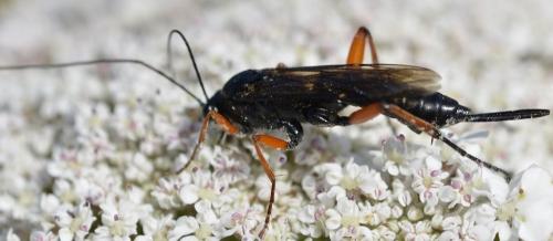 Réf. 224 879 : Pimpla rufipes
